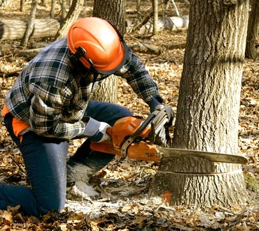 Tree Removal in Brodnax, VA